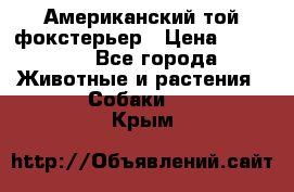 Американский той фокстерьер › Цена ­ 25 000 - Все города Животные и растения » Собаки   . Крым